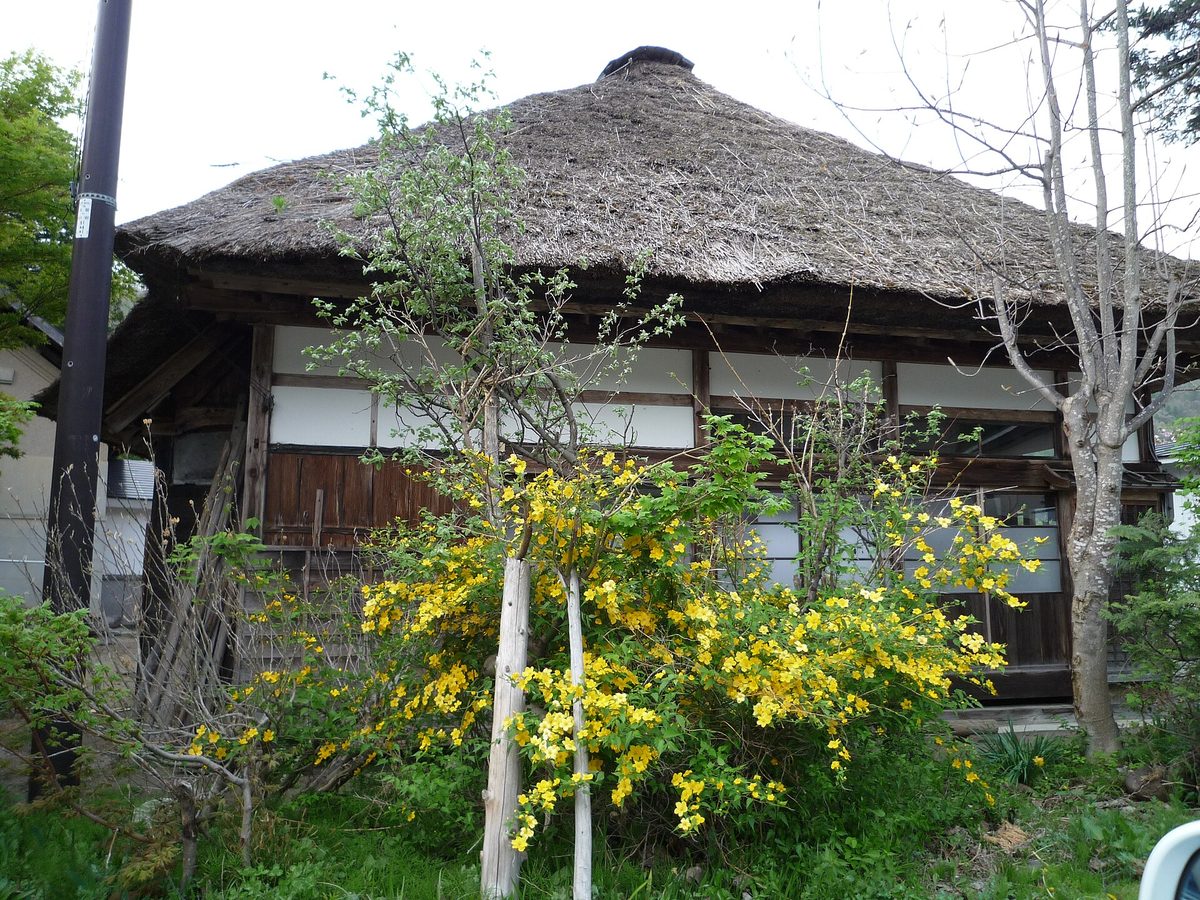 茅葺き屋根の古民家と山吹の花 / Thatched old house with yellow kerria flowers